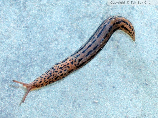 Spotted Garden Slug (Limax maxumus Limacidae)