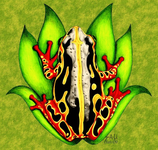 Tree Frog