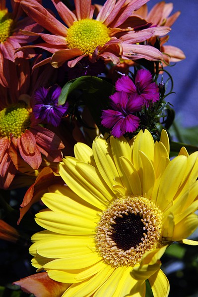 Macro Florals