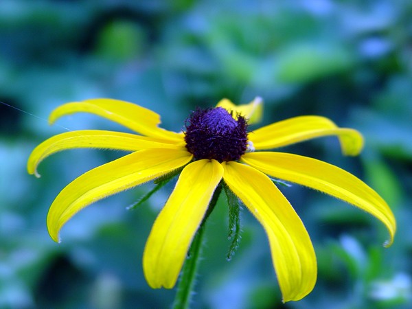 Blue Flower