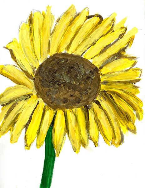 sunflower