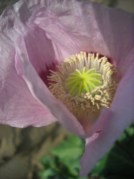 Papaver somniferum