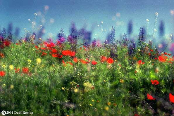 Springtime in the Eila Valley, central Israel 