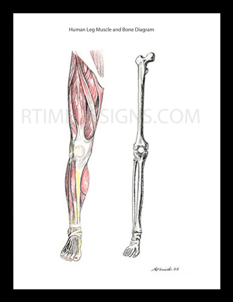 human leg muscle and skeletal drawing