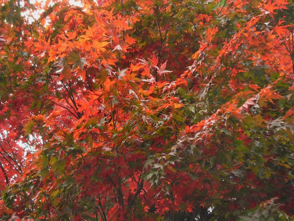 Autumn 19