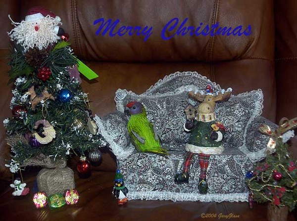 A Tasha Christmas