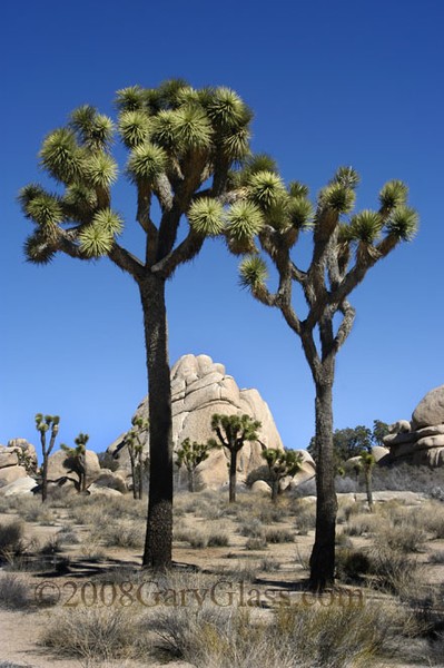 Joshua Trees