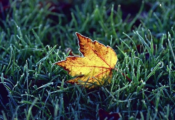 Autumn frost