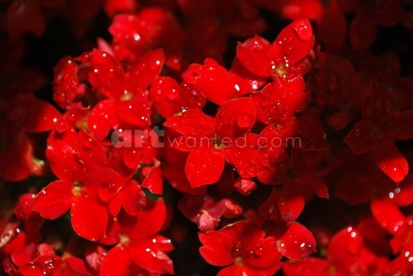 Water Drops