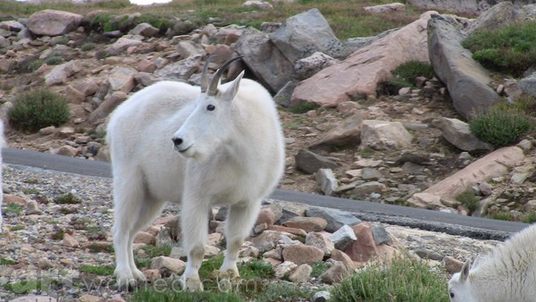 Mt. Evans Wildlife Colorado