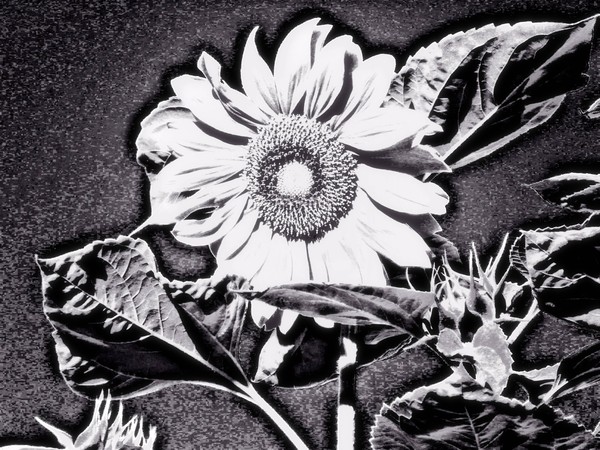 Sunflower at night