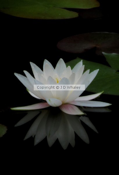 White Waterlily with reflection 3912