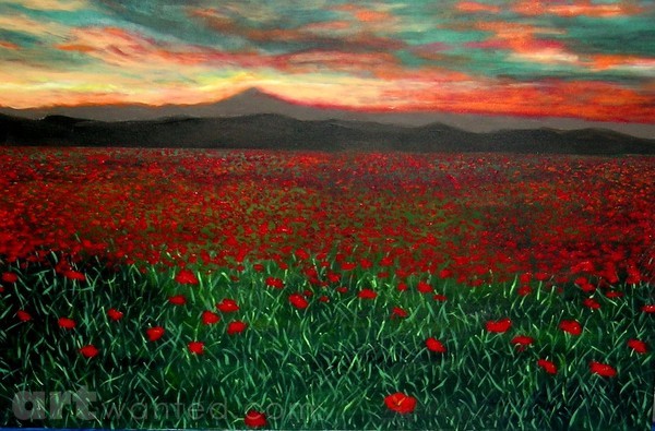 Sunset over poppies field
