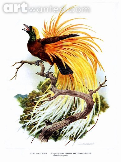 bird.paradise