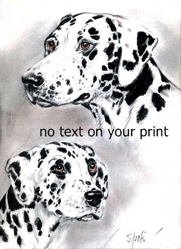 Dalmation Vintage  print from Diana Thorne's Dogs