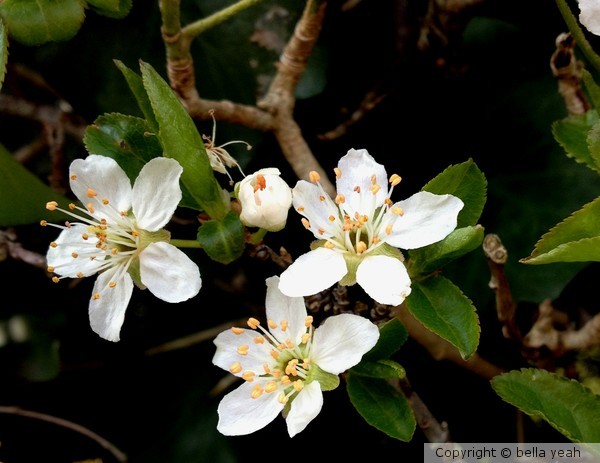 hedge blooms