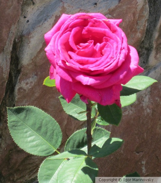 A Rose