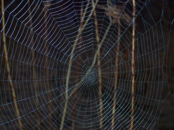Web
