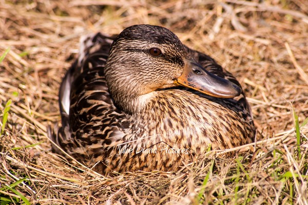 Sitting Duck