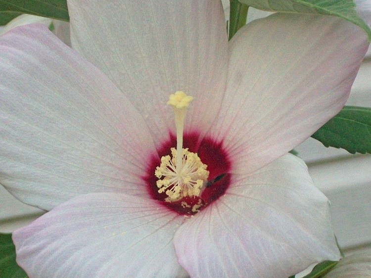 perfect hibiscus