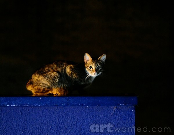 midnight cat