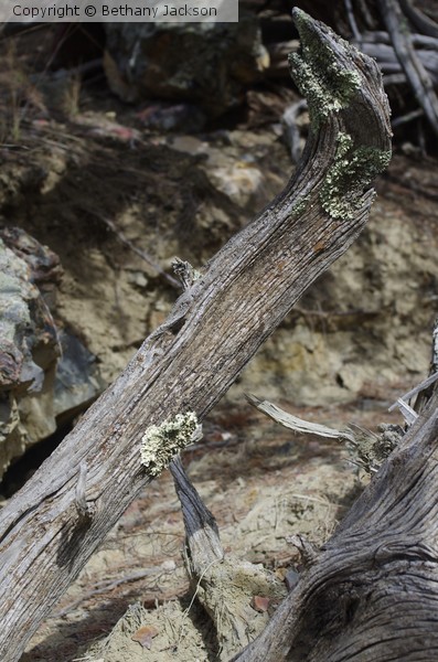 Lichen on Driftwood