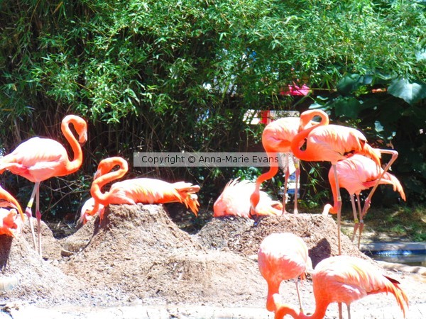 Flamingos 