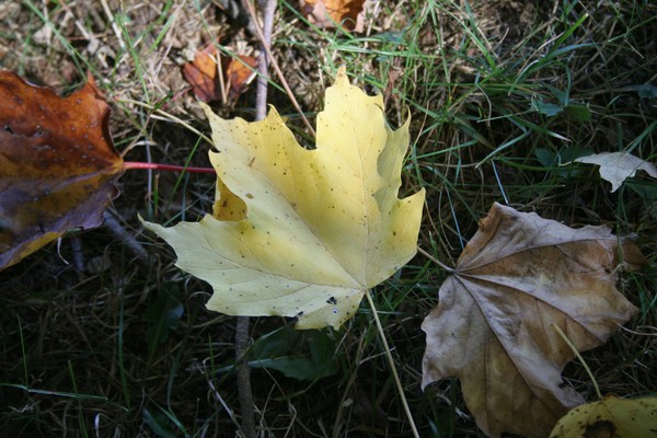 FALLING LEAVES