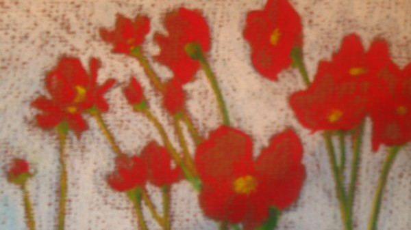 poppies in field