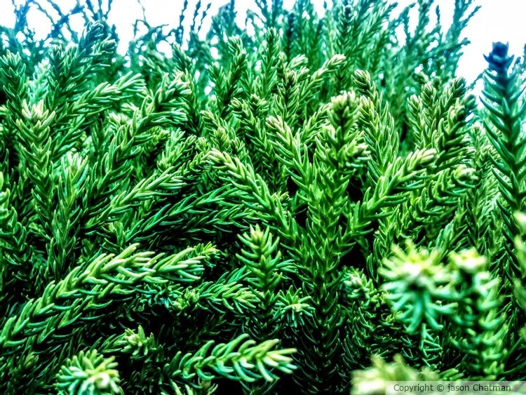 Spring Green