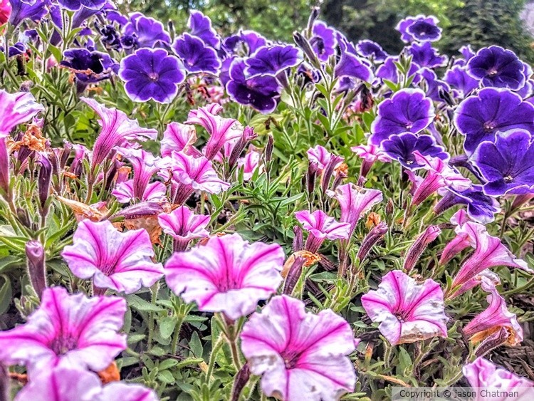 Flower path 2
