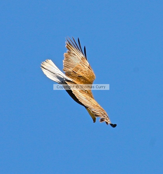 High Flyer