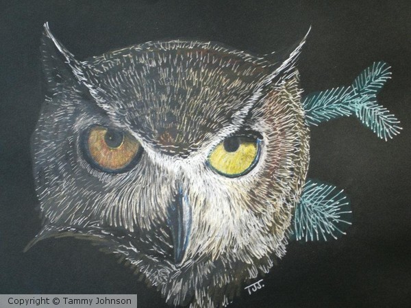 Barn owl