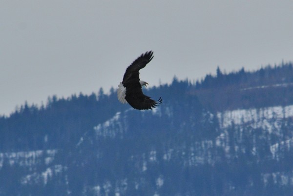 Bald Eagle impressing a mate