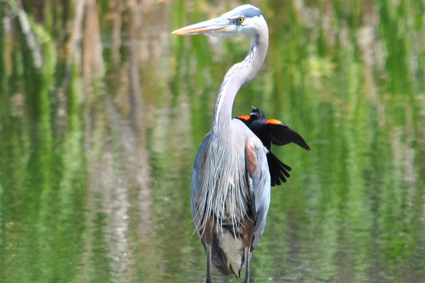 Heron and Blackbird
