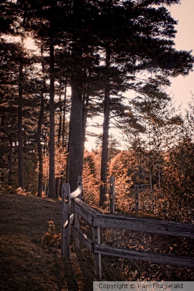 Fenced Trail