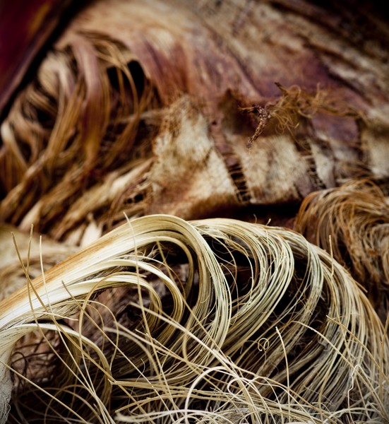 Palm Series - Untitled No. 3