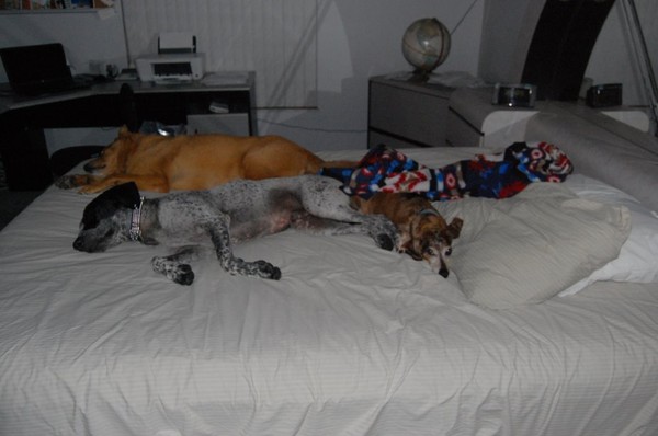 Pack Nap
