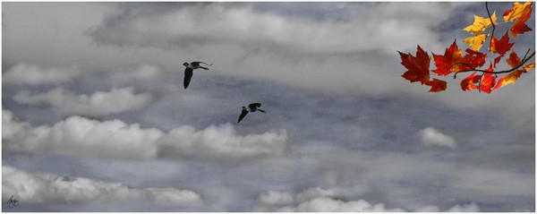 Geese in a Maple Sky