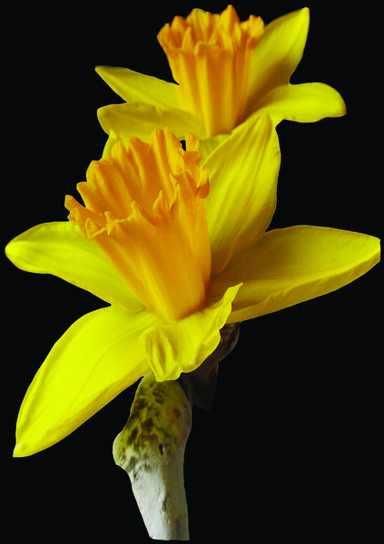 daffodil 2