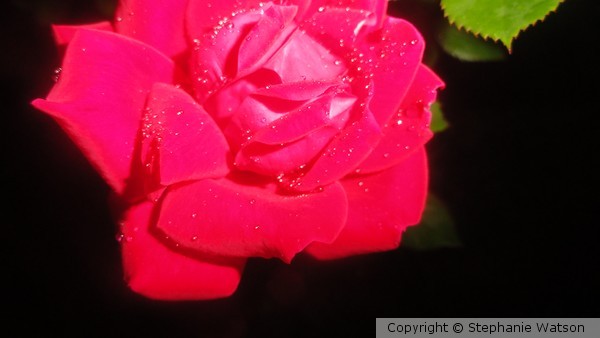 Midnight Rose