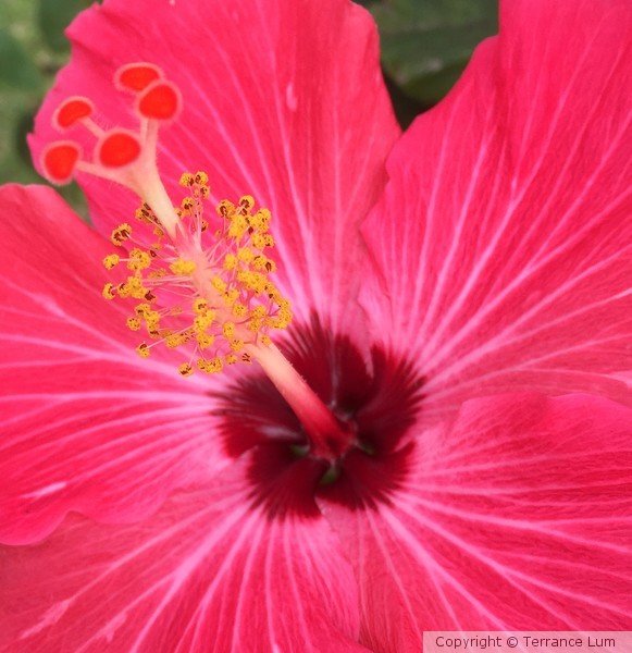 red hibiscus