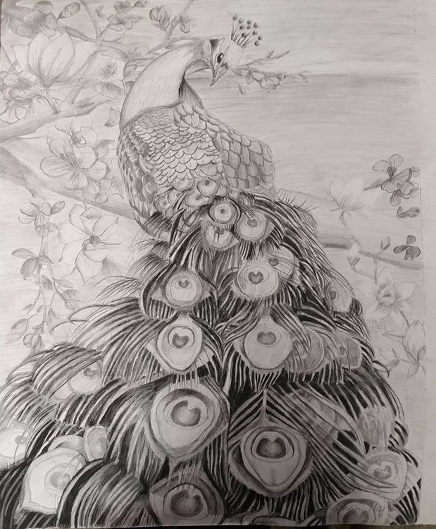 Peacock blossoms