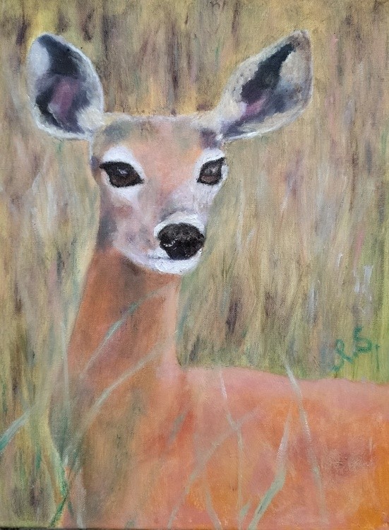 Fawn at dawn