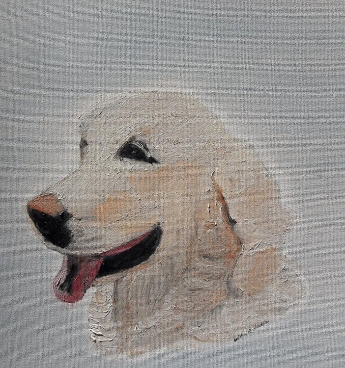 Shiloh - Golden Retreiver Companion