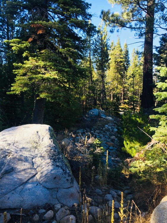 Tahoe/ Truckee/ forest