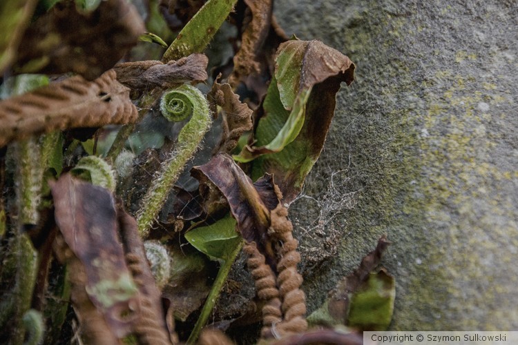 Nature of Edinburgh