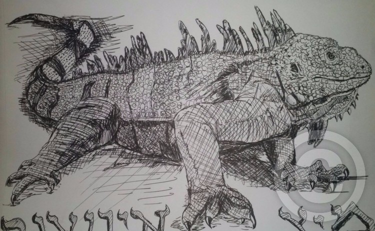 iguana