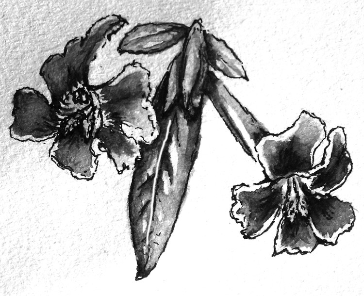 Sticky Monkey Flower Drawing
