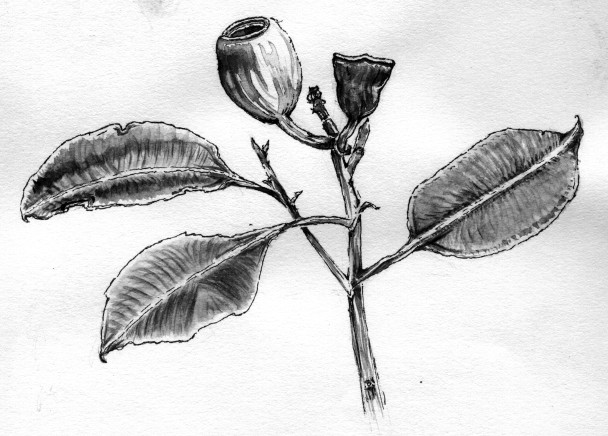 Bangalay Fruit Drawing